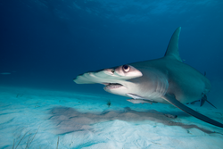 Great hammerhead shark. 