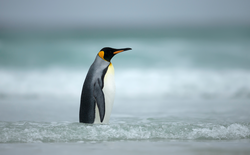Close up of a King penguin (Aptenodytes patagonicus) standing in water on the coast of the Falkland Islands.